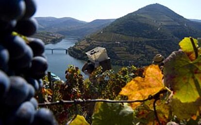 Wijnranken aan de Douro